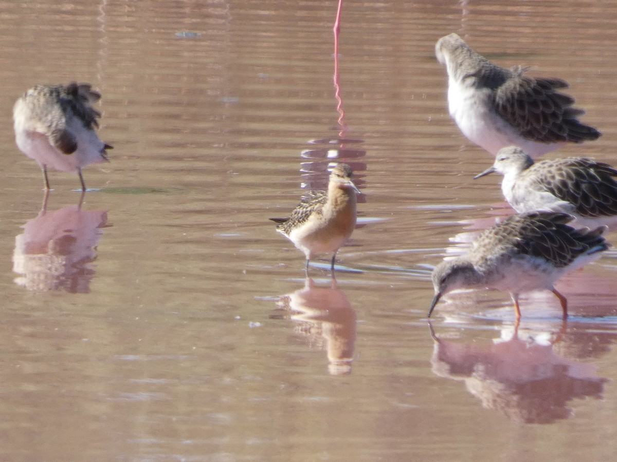 Combattant varié - ML645666389