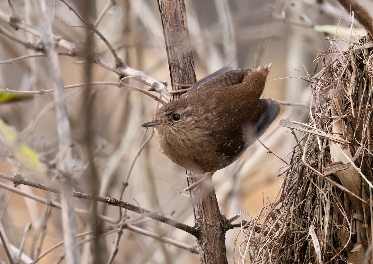 Winter Wren - ML645666390