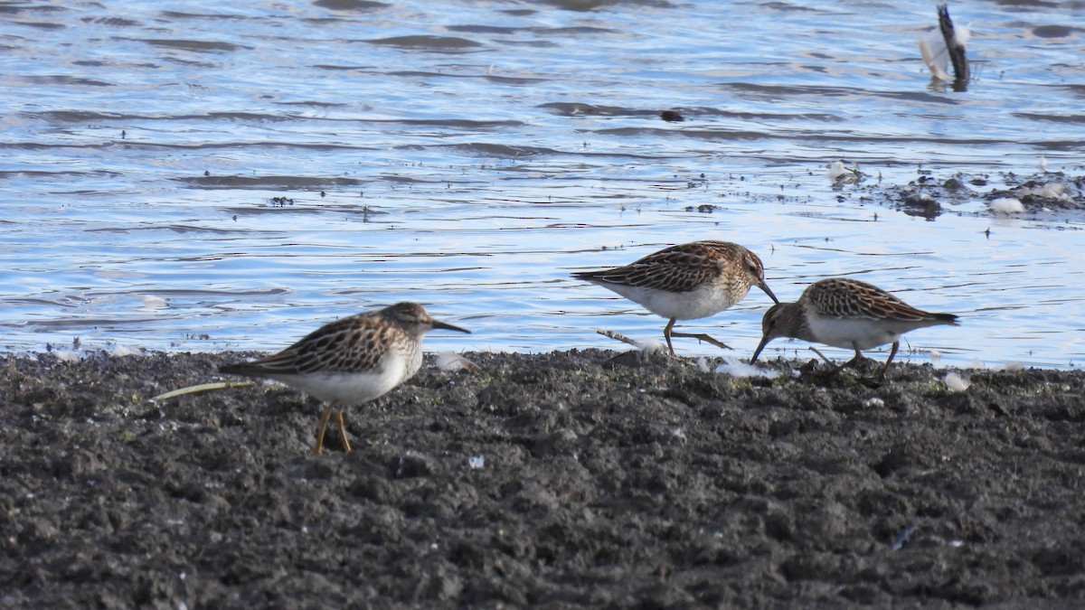Pectoral Sandpiper - ML645666391
