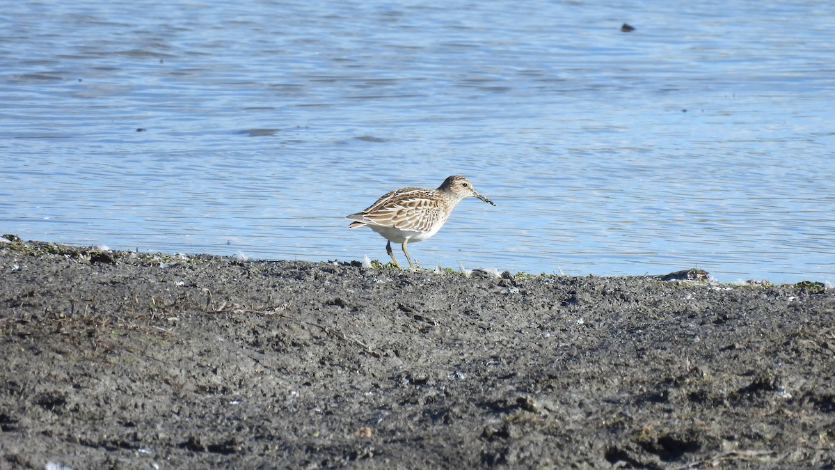 Pectoral Sandpiper - ML645666392