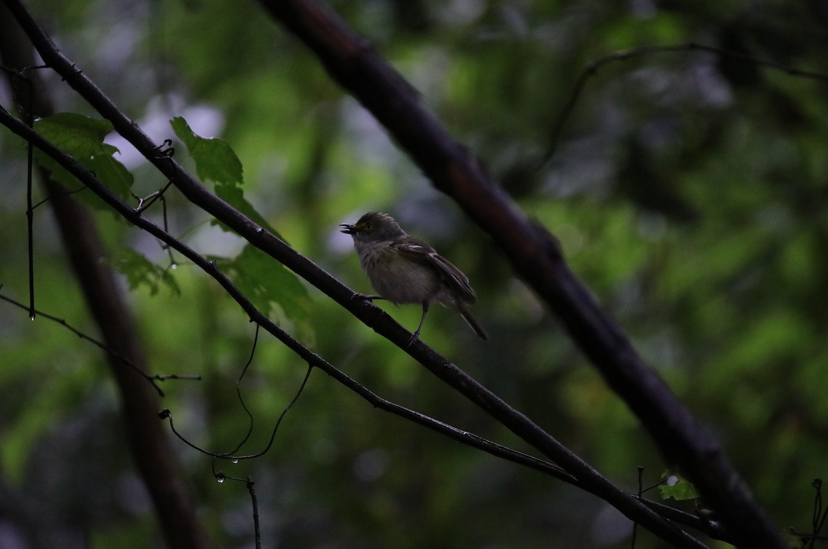 White-eyed Vireo - ML645666393