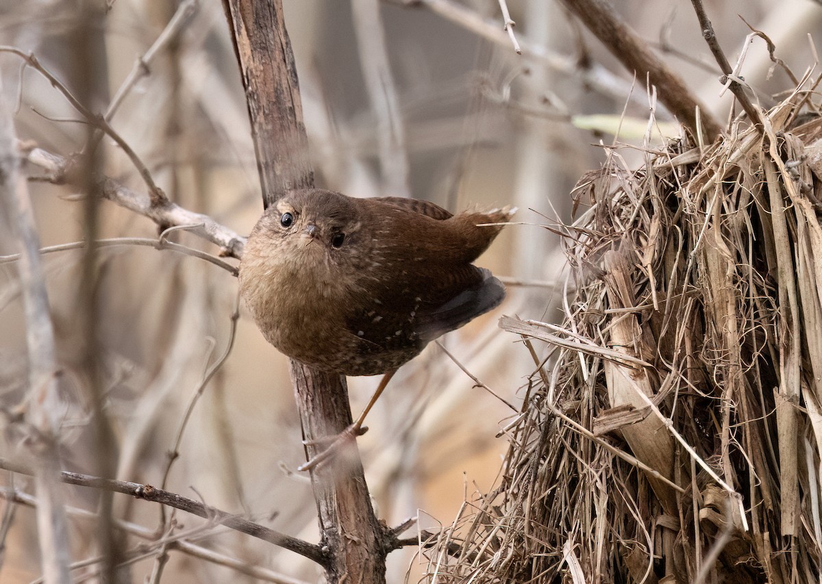 Winter Wren - ML645666400