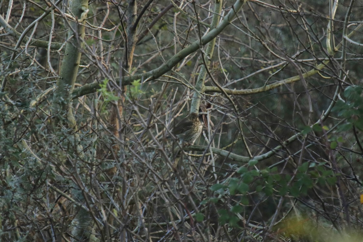 Song Thrush - ML645666404