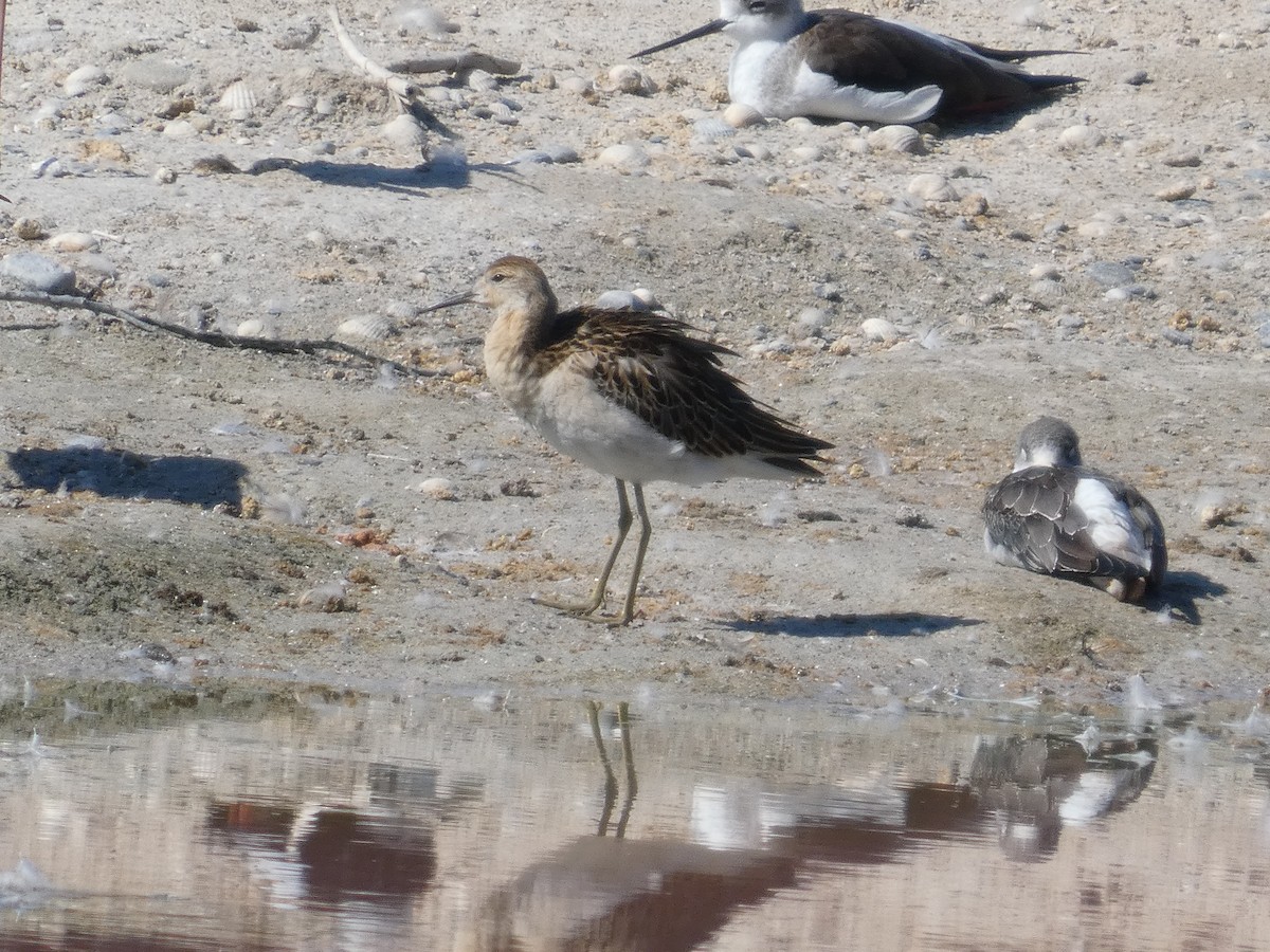 Combattant varié - ML645666406
