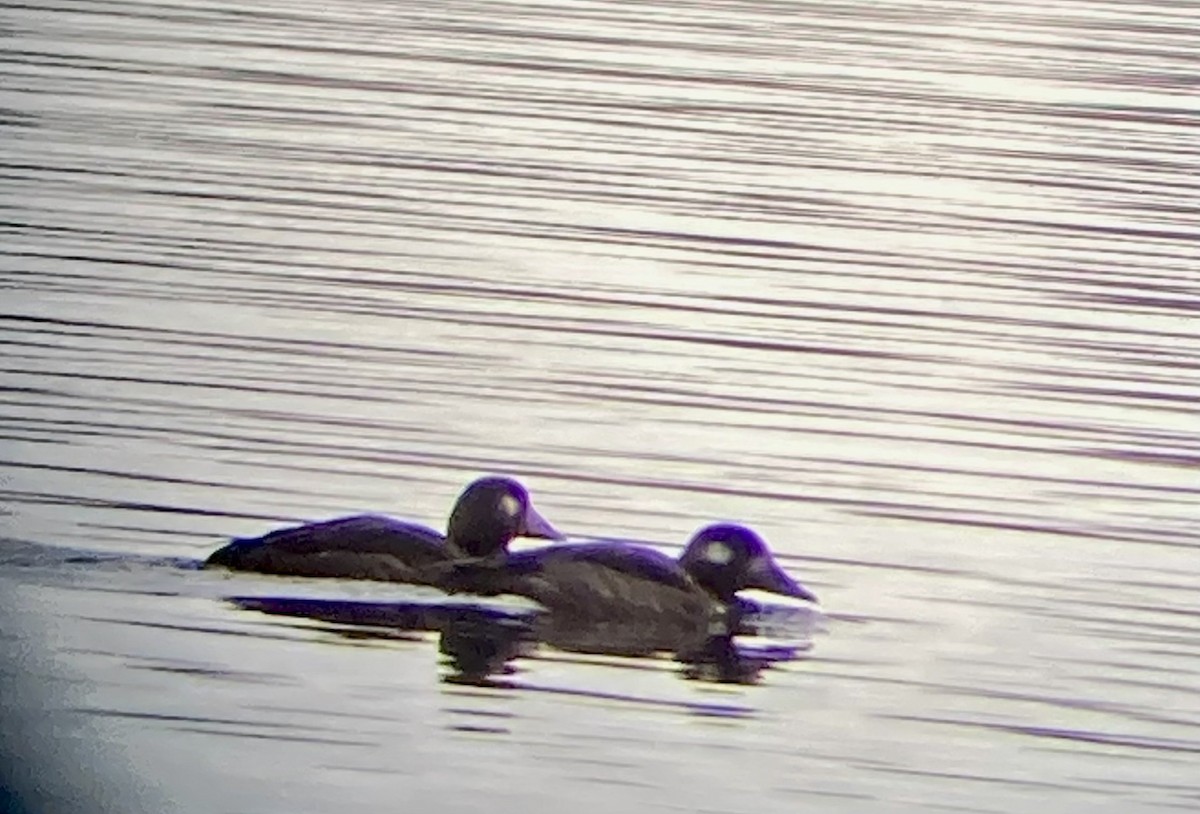 קטיפנית לבנת-כנף - ML645666409