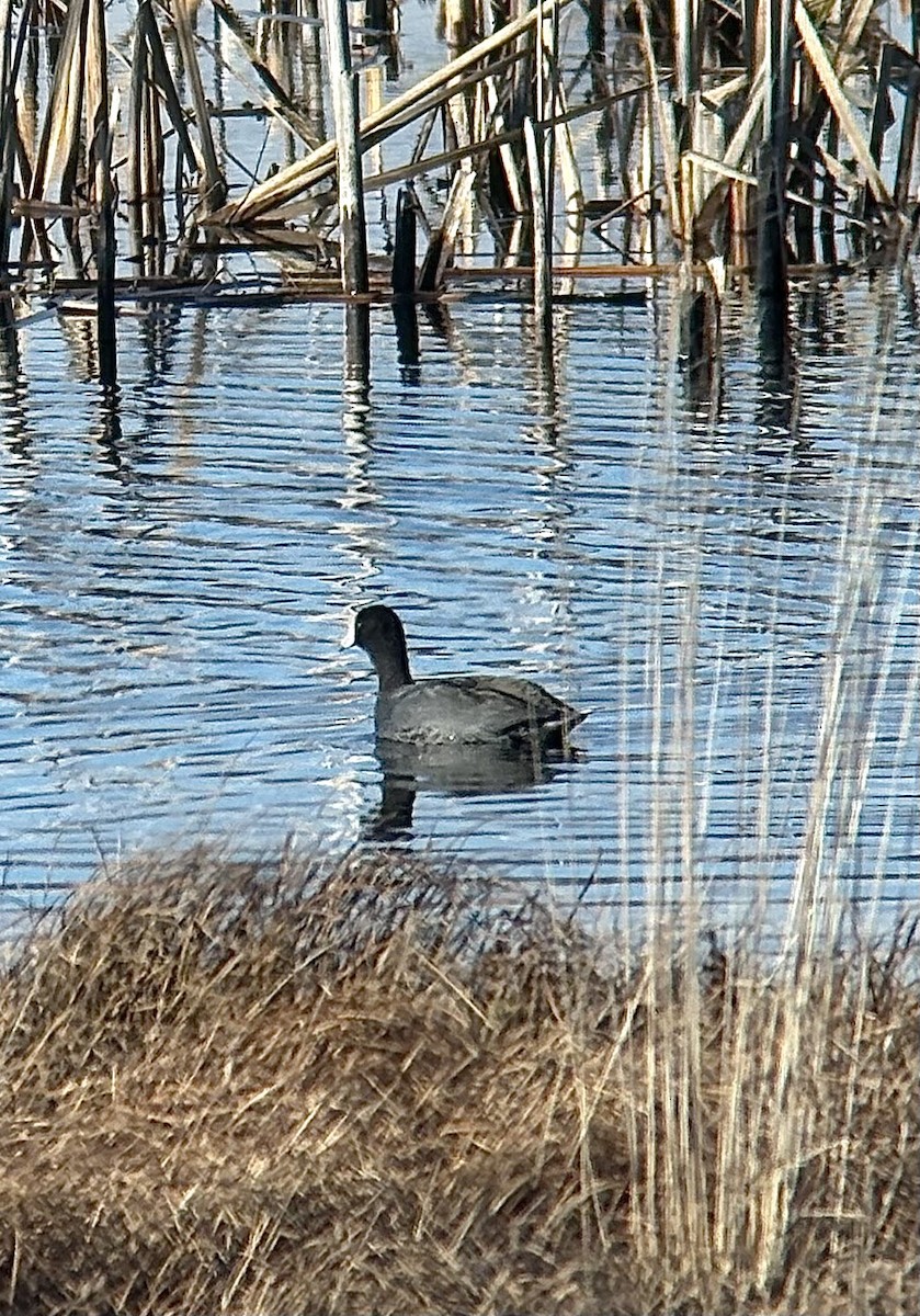 American Coot - ML645666410