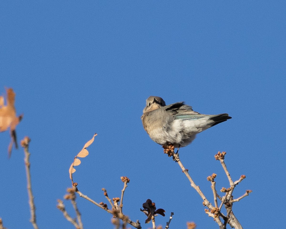 Mountain Bluebird - ML645666411