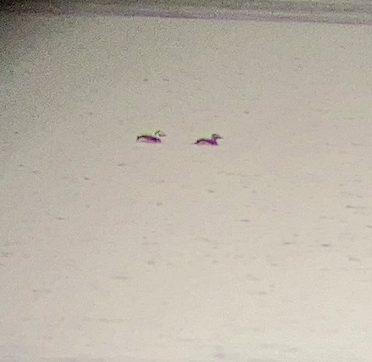 ברווז קרח - ML645666420