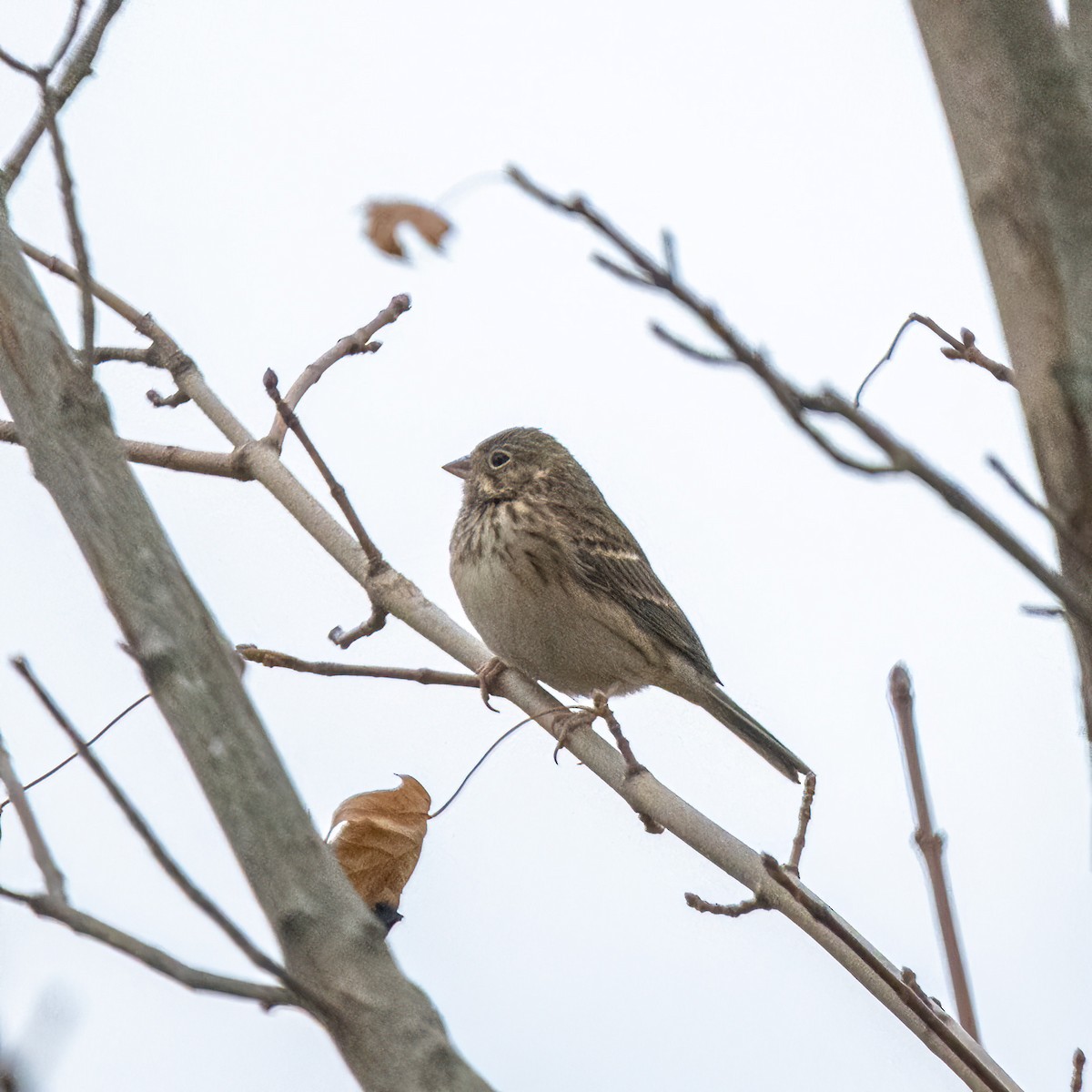 Vesper Sparrow - ML645666422