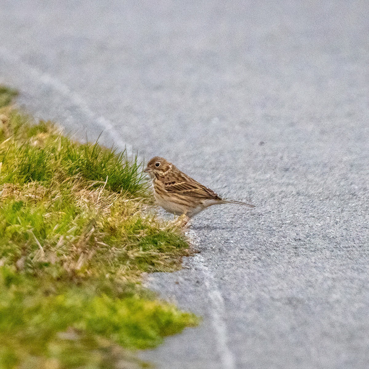 Vesper Sparrow - ML645666423