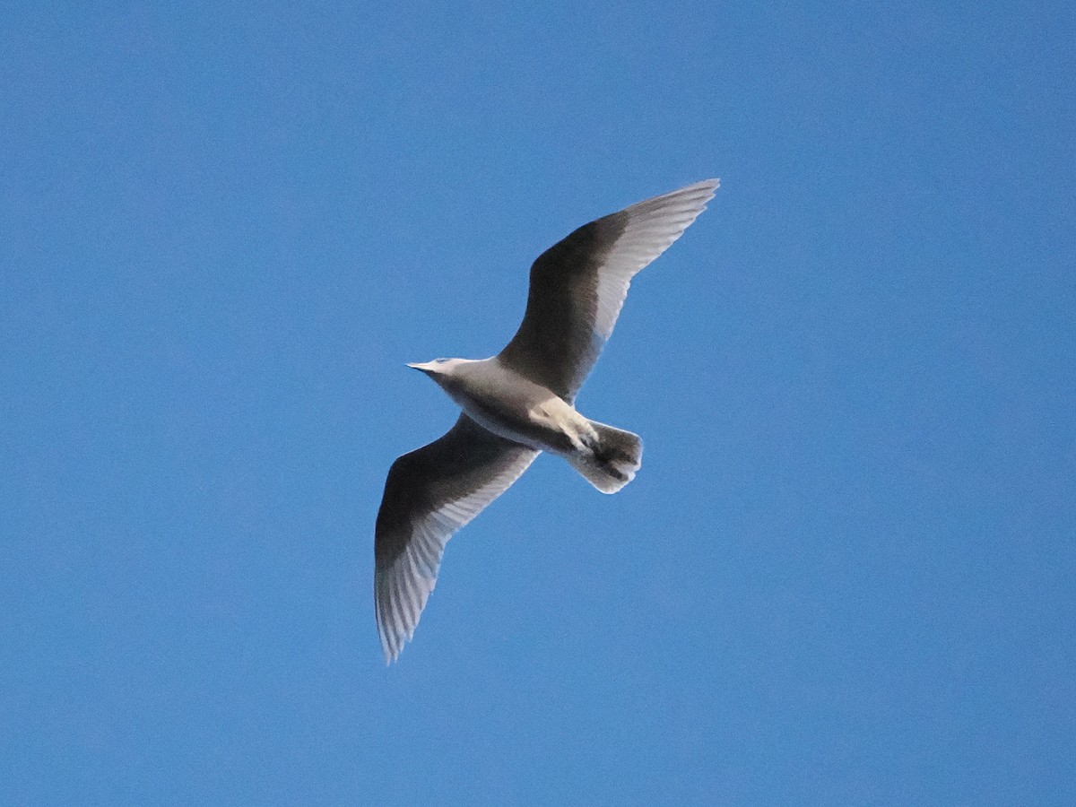 Iceland Gull - ML645666426