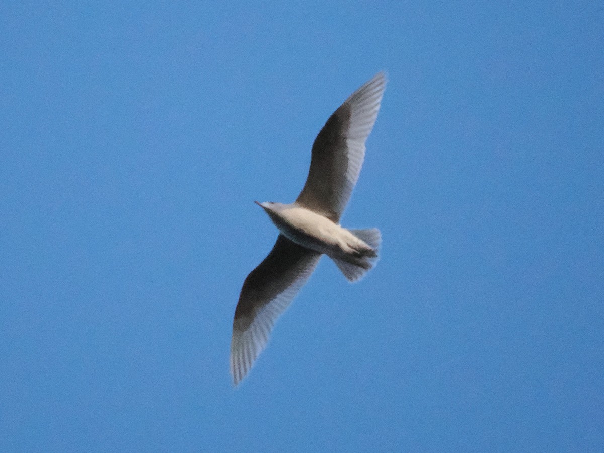 Iceland Gull - ML645666427