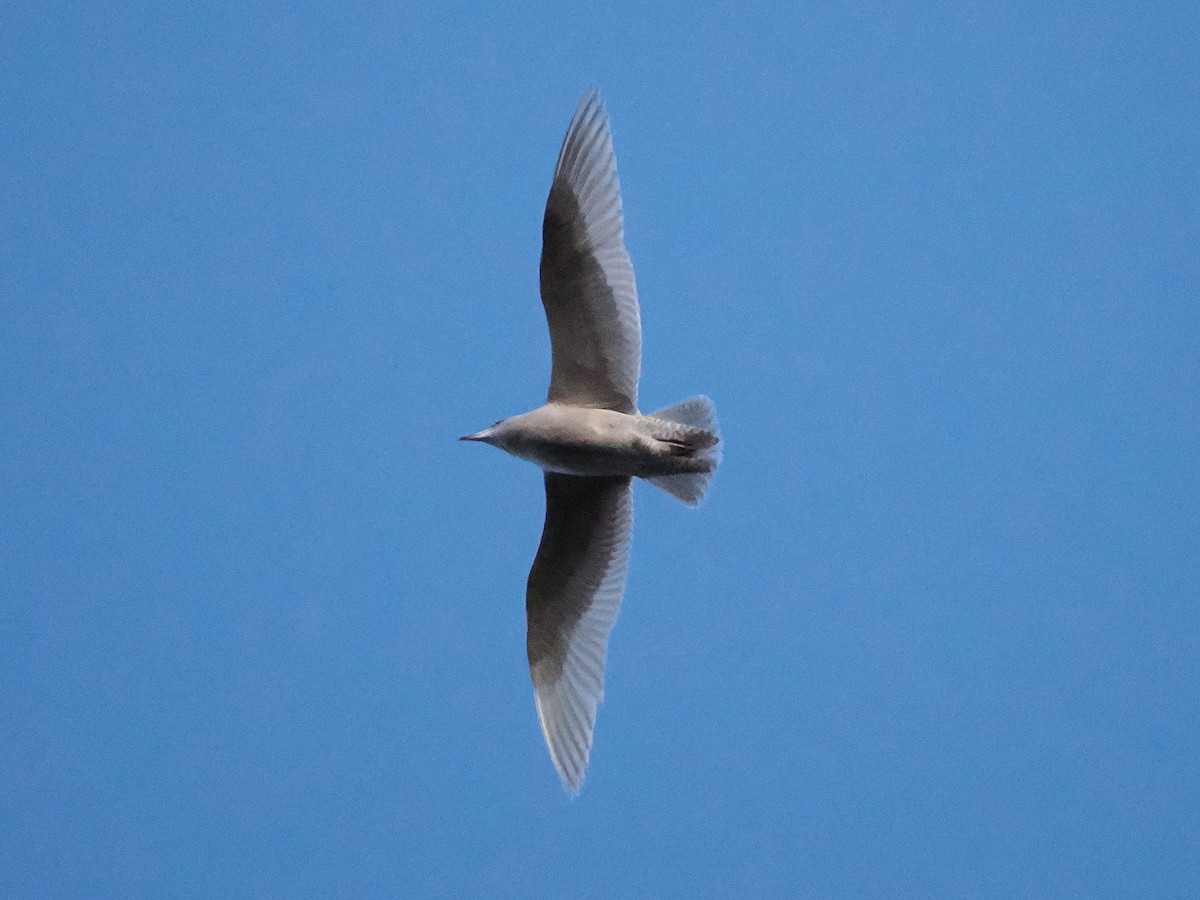 Iceland Gull - ML645666428
