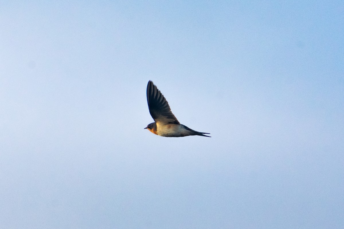 סנונית רפתות - ML645666429