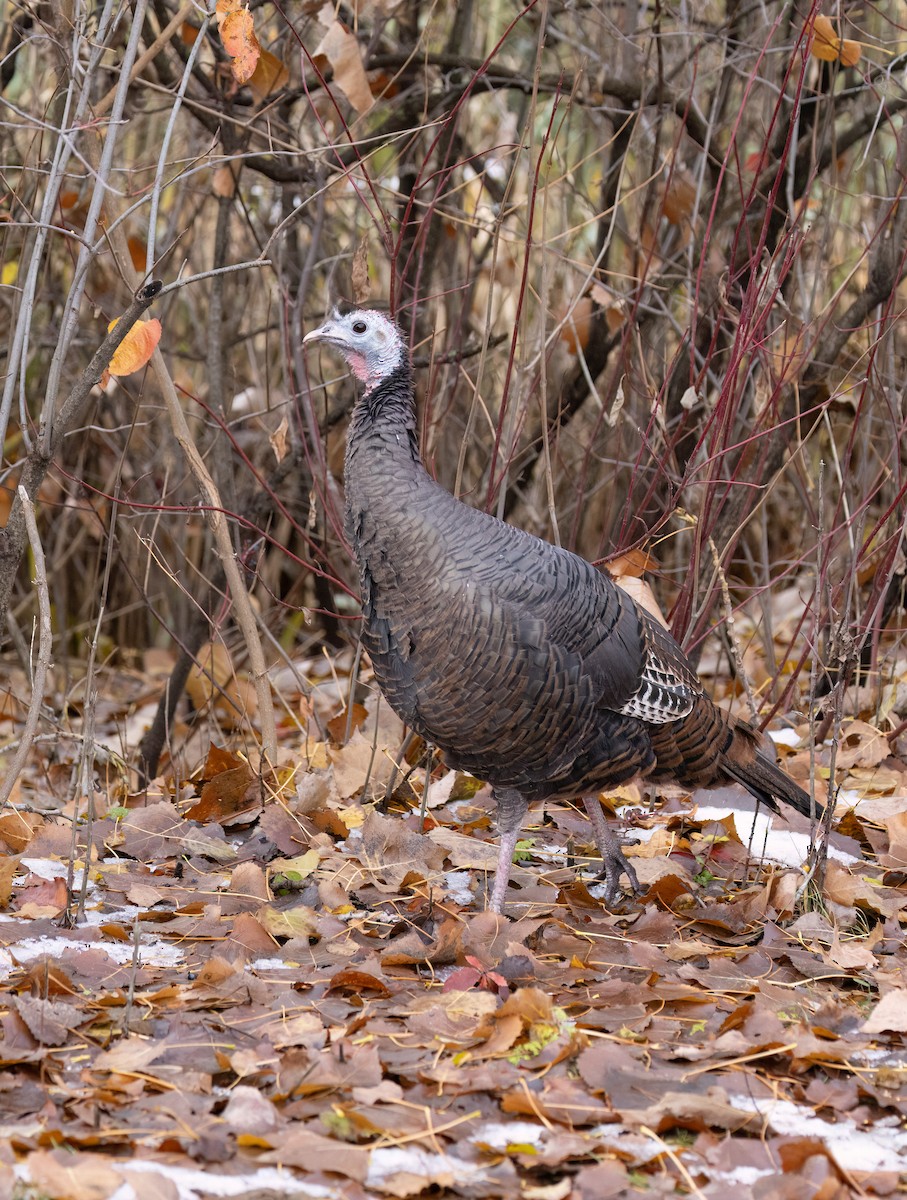 火雞 - ML645666431