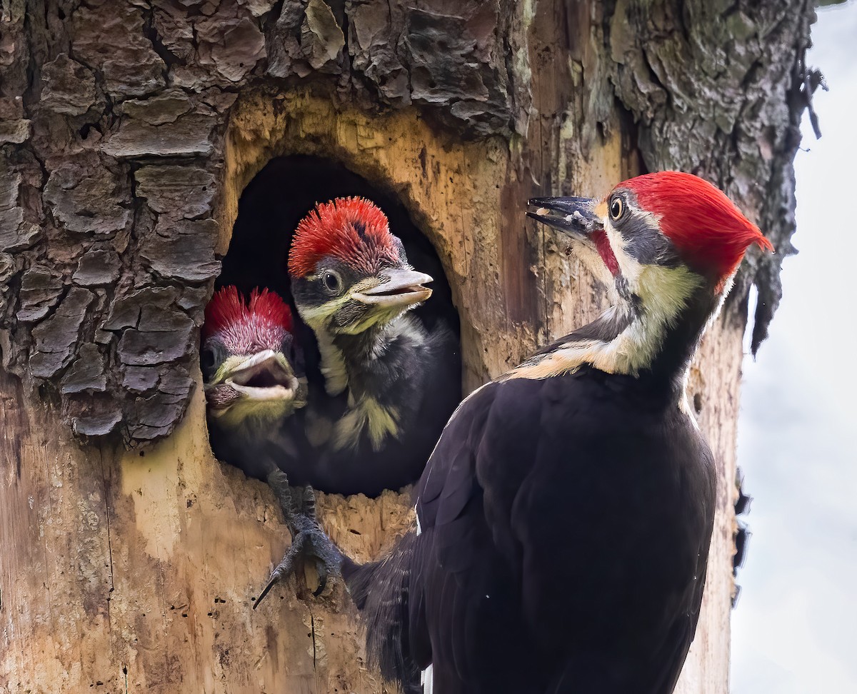 エボシクマゲラ - ML645666435