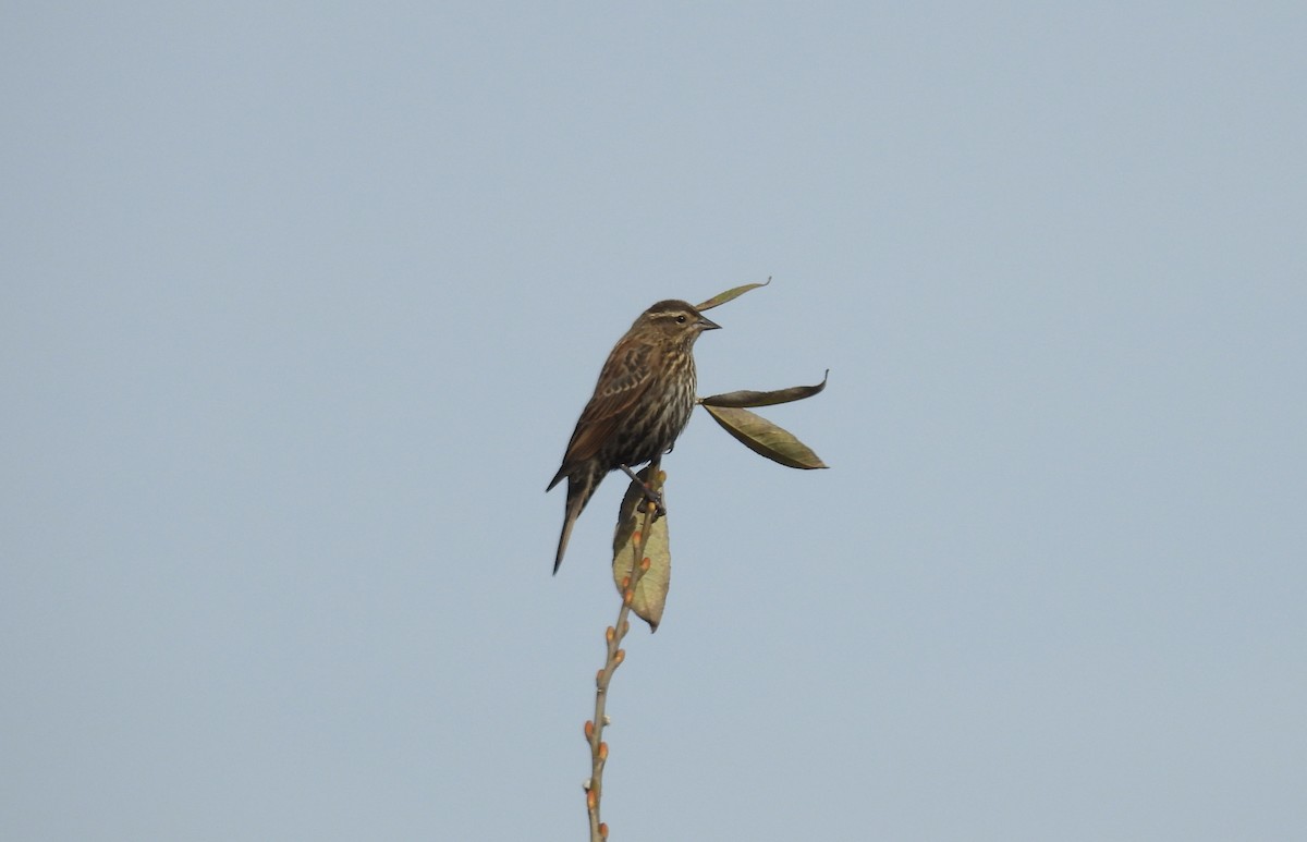 Red-winged Blackbird - ML645666438