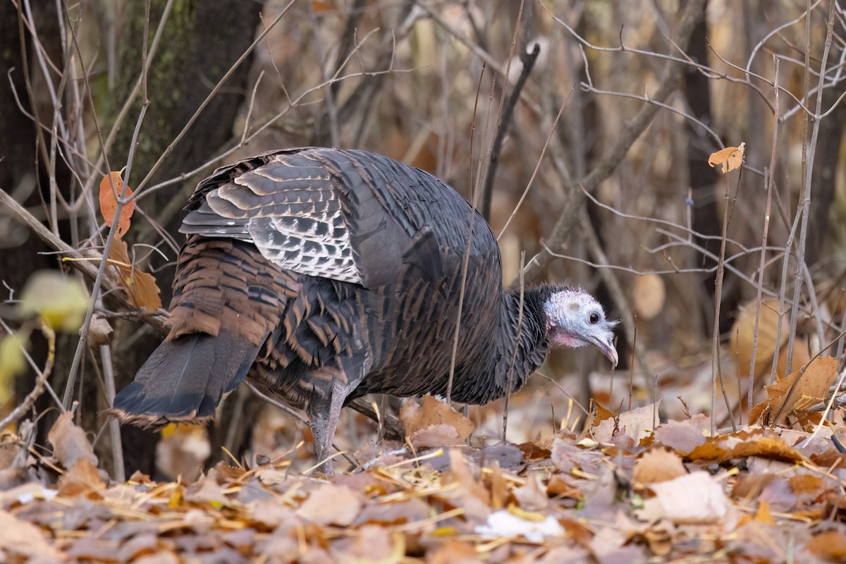 火雞 - ML645666439