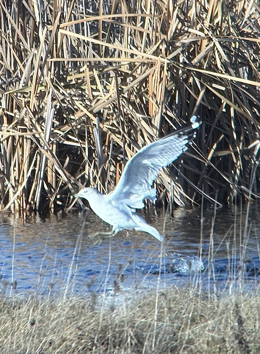 Gavina americana - ML645666440