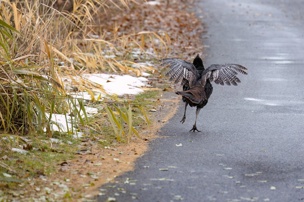 火雞 - ML645666443