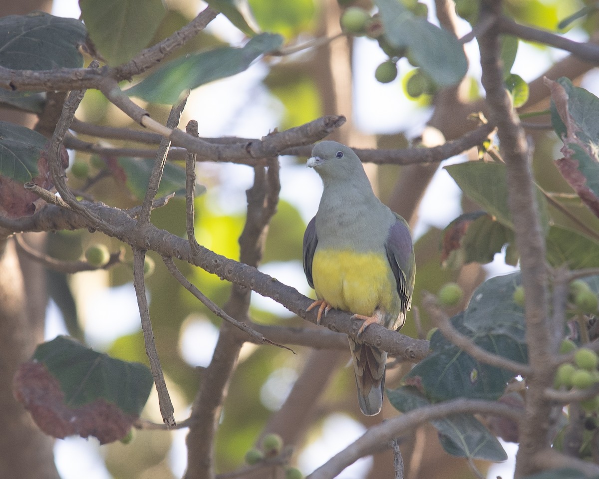 Bruce's Green-Pigeon - ML645666448