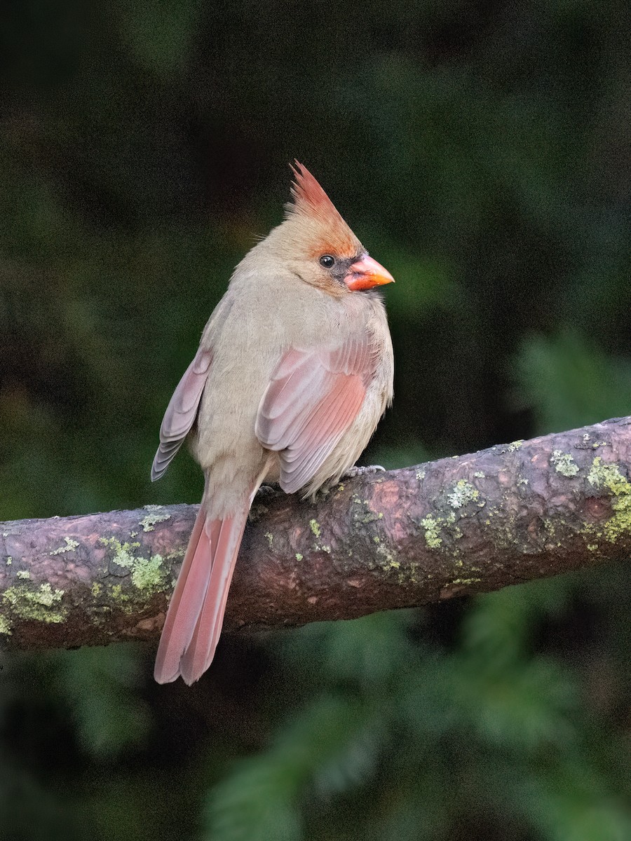 Northern Cardinal - ML645666455