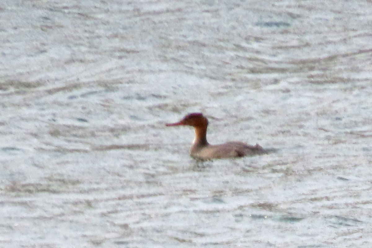 morčák prostřední - ML645666461