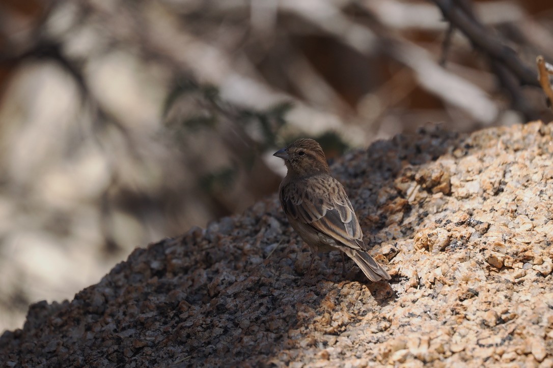 Lark-like Bunting - ML645666472