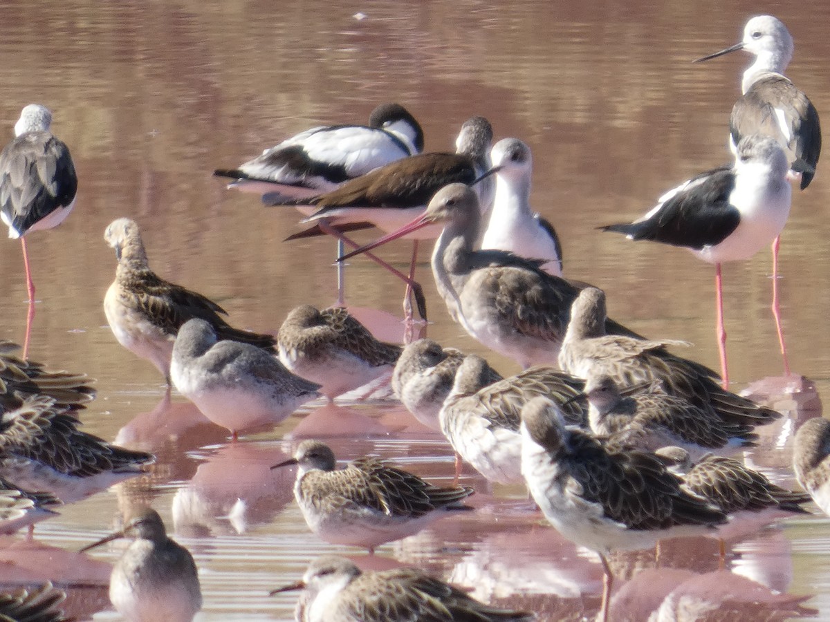 Kuliska buztanbeltza - ML645666474