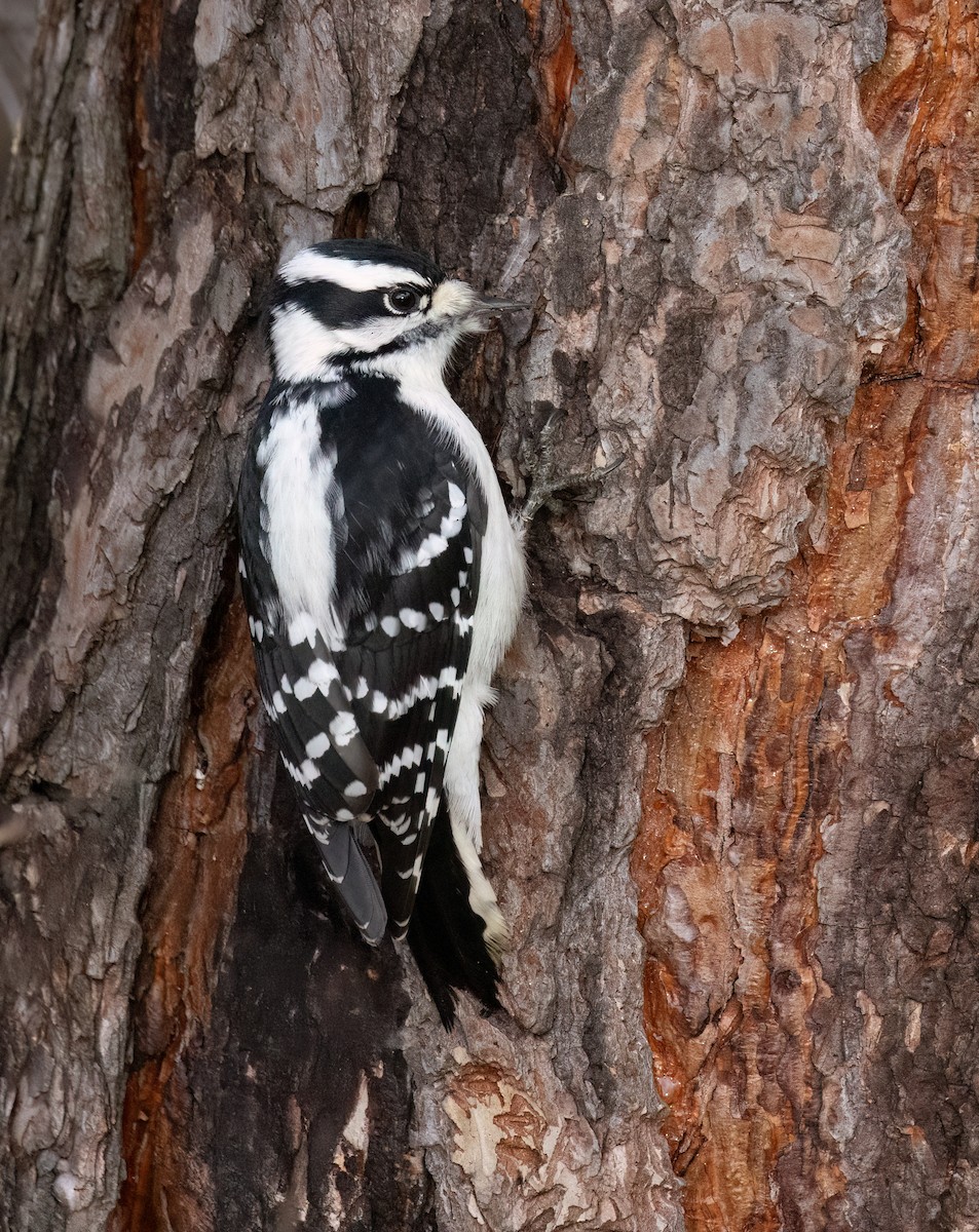 Downy Woodpecker - ML645666477