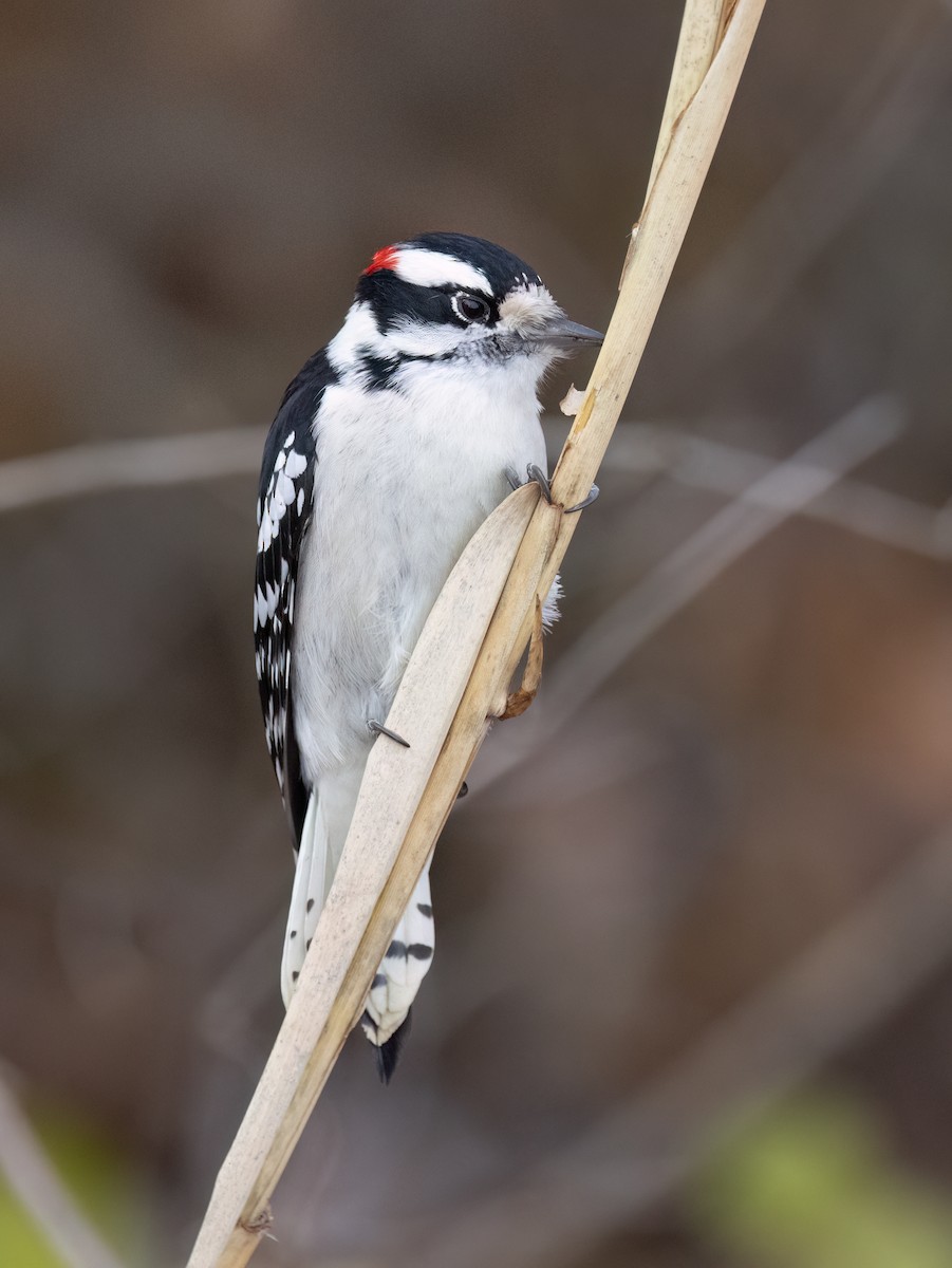Downy Woodpecker - ML645666481