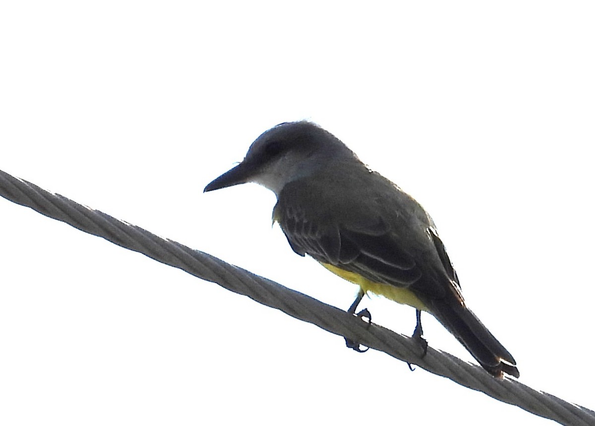 Tropical Kingbird - Chuck Hignite