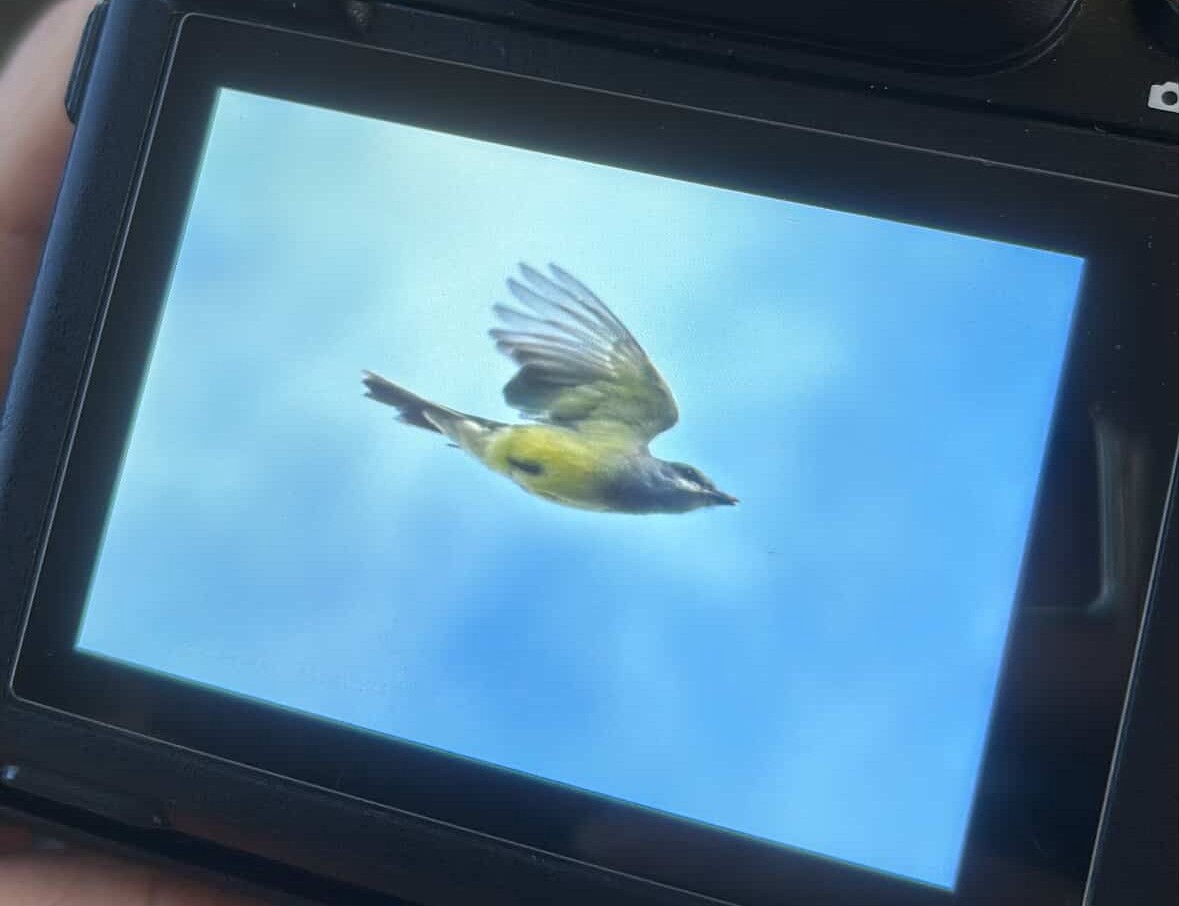 Cassin's Kingbird - ML645666485