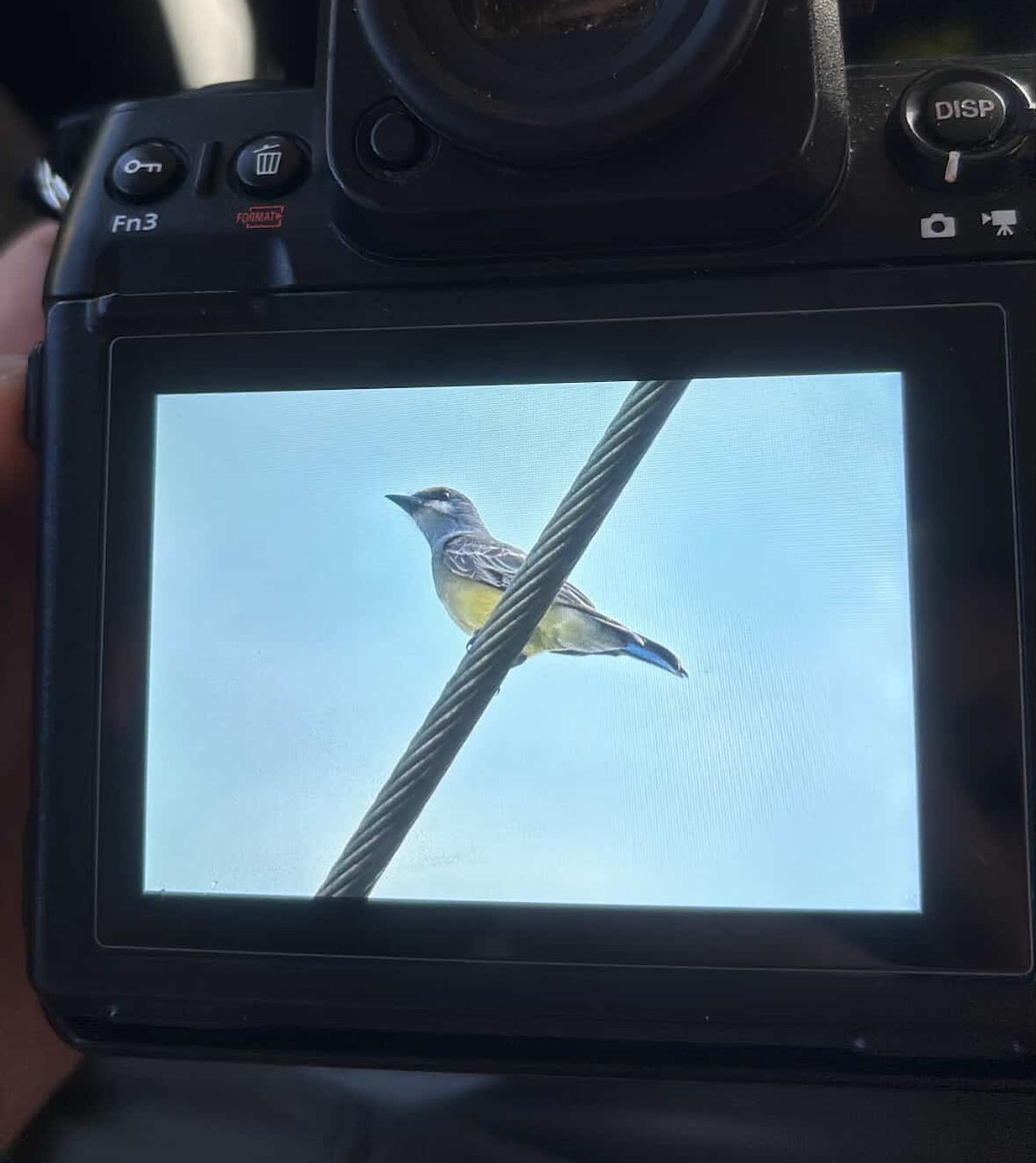 Cassin's Kingbird - ML645666486