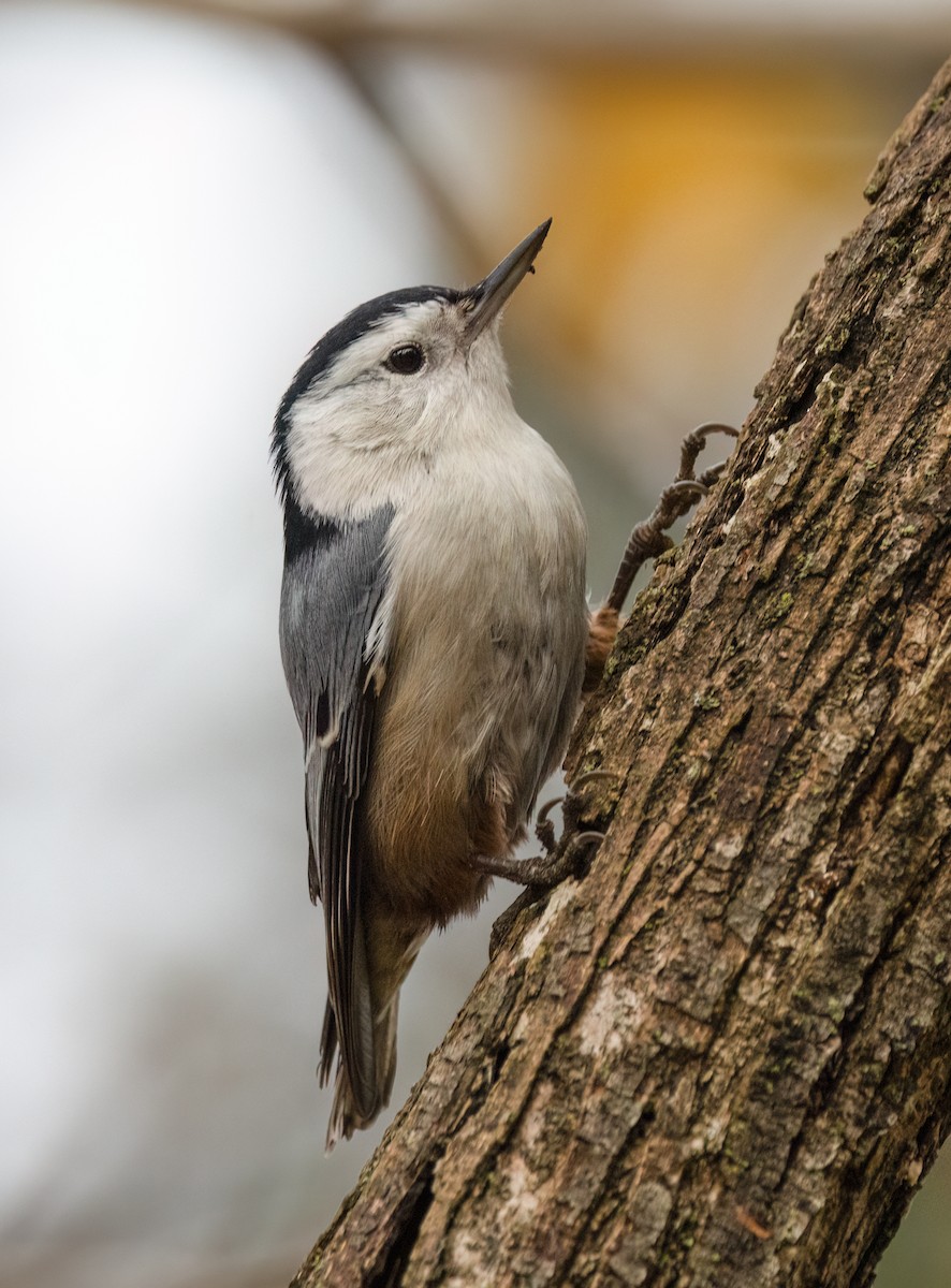 White-breasted Nuthatch - ML645666493