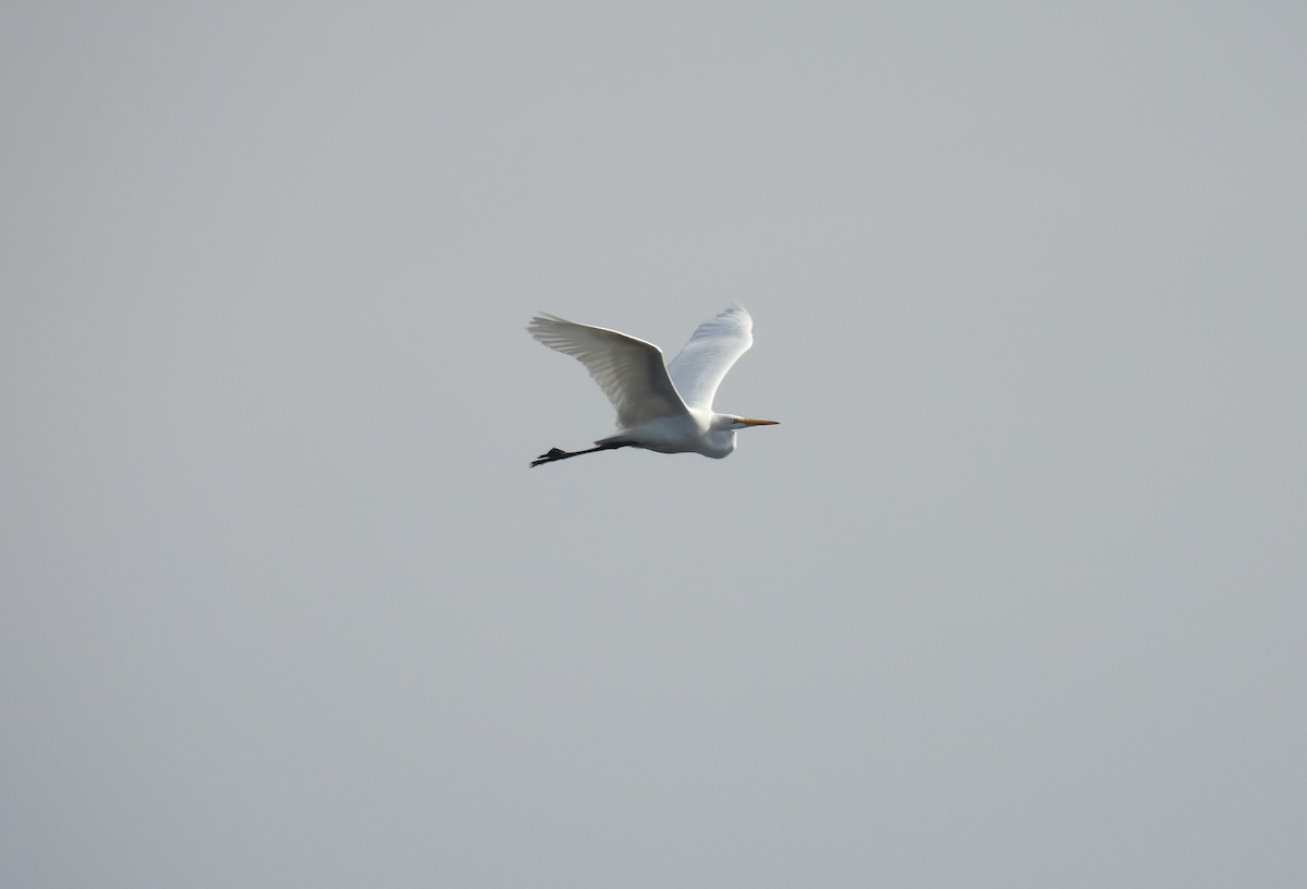 Great Egret - ML645666496