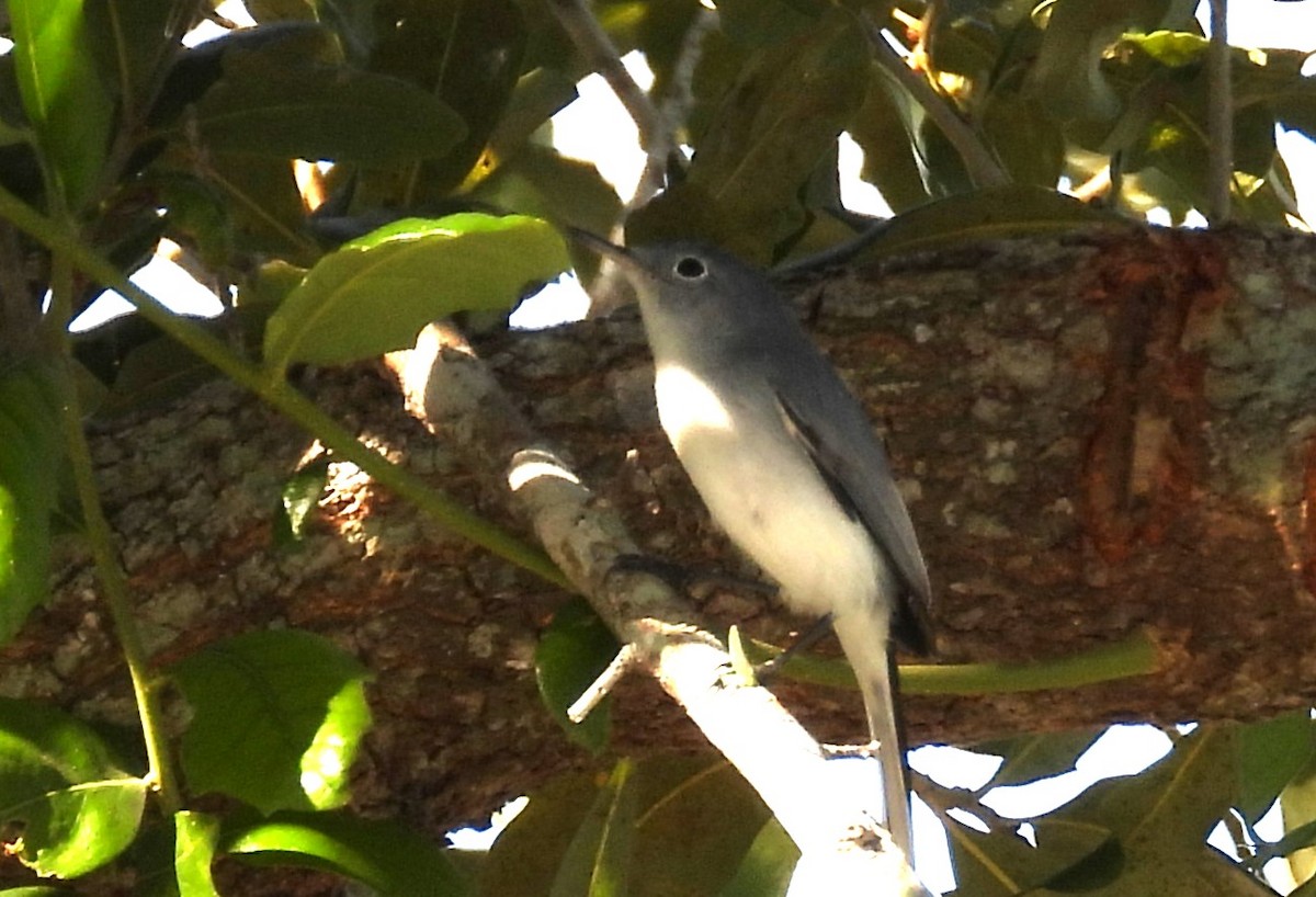 Голубая комароловка - ML645666500