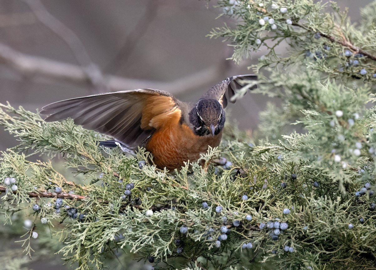 American Robin - ML645666503