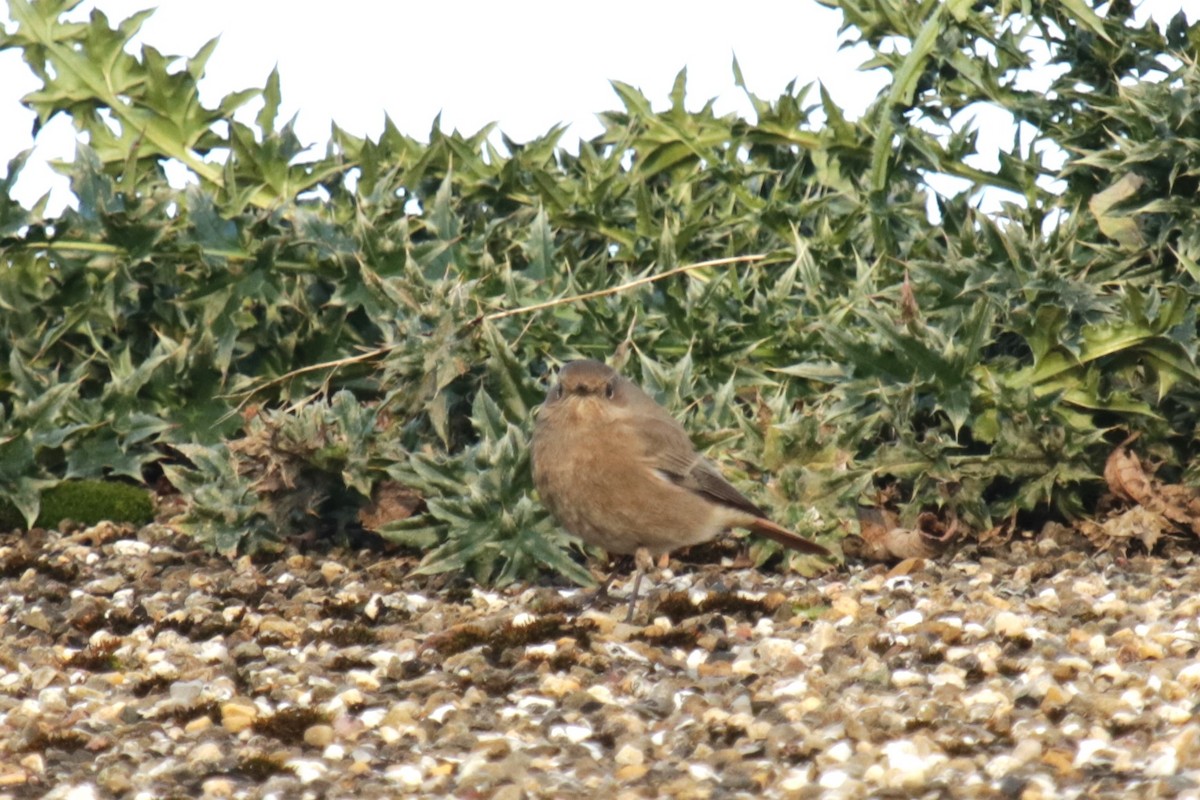 Black Redstart - ML645666506