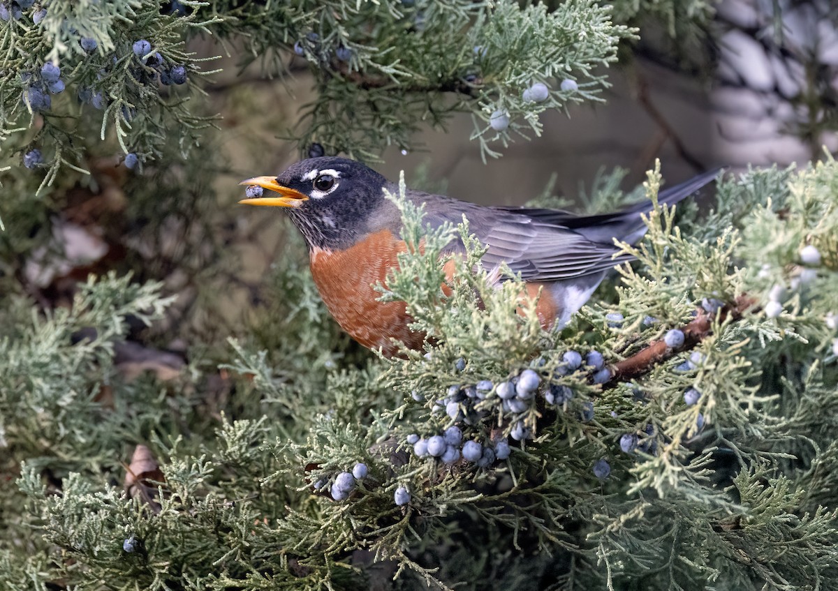 American Robin - ML645666508