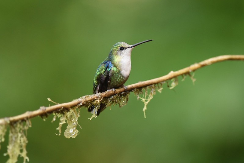 Crowned Woodnymph - ML645666515