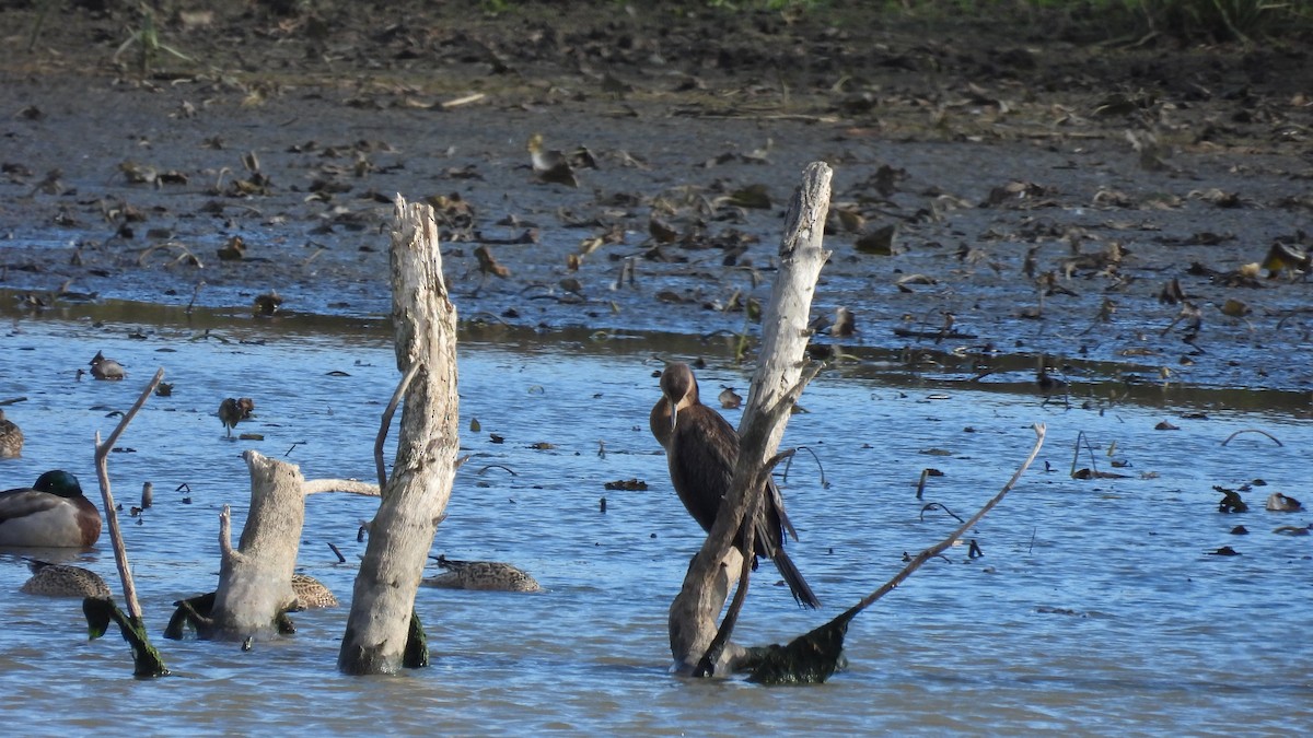 Double-crested Cormorant - ML645666516