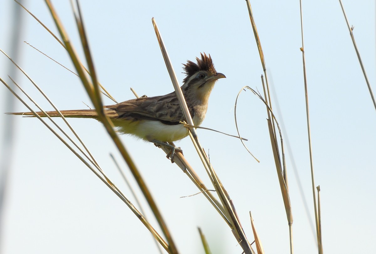 Striped Cuckoo - ML645666519
