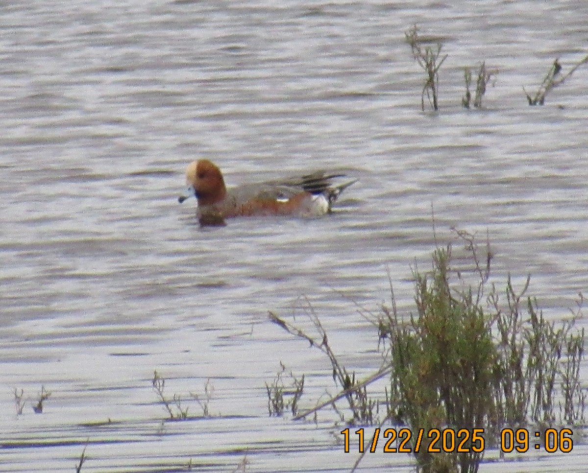 Eurasian Wigeon - ML645666520