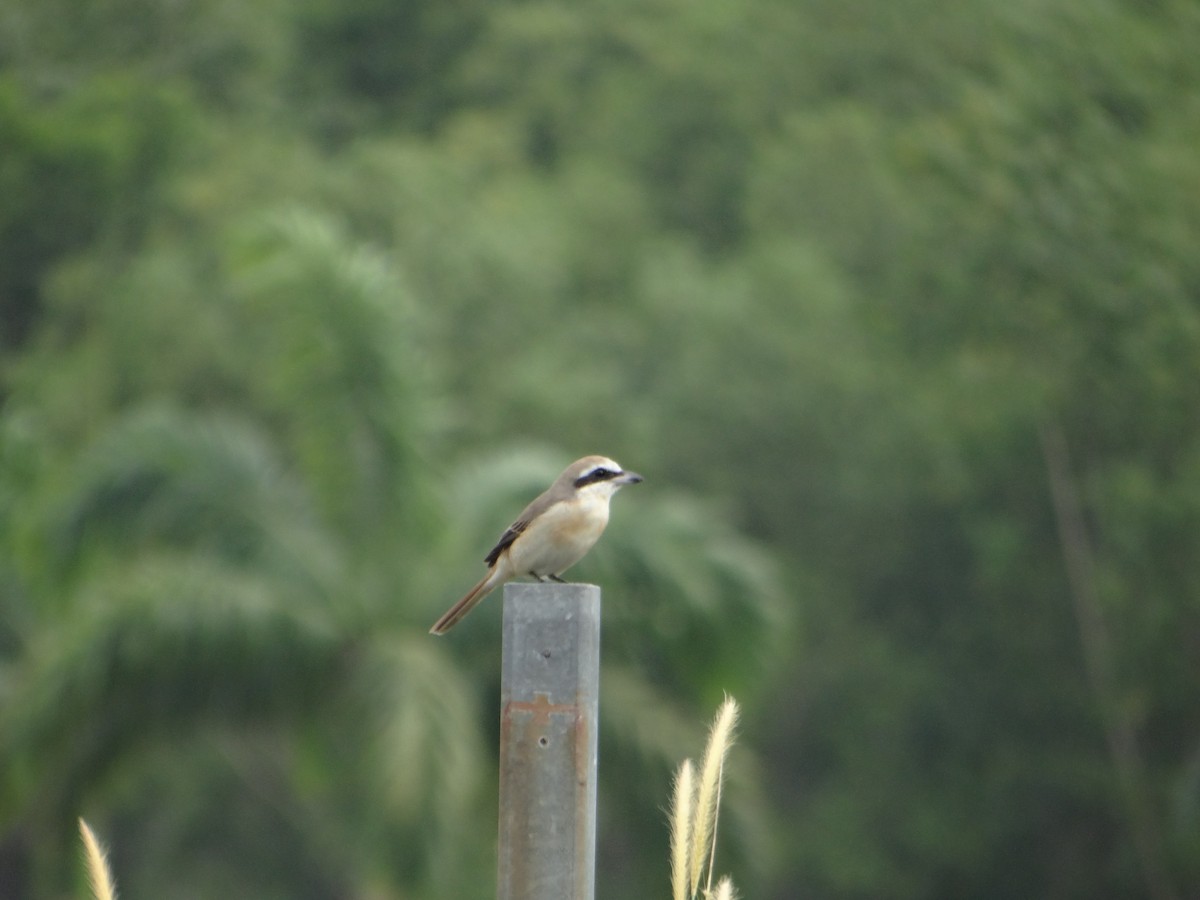 Pie-grièche brune - ML645666521
