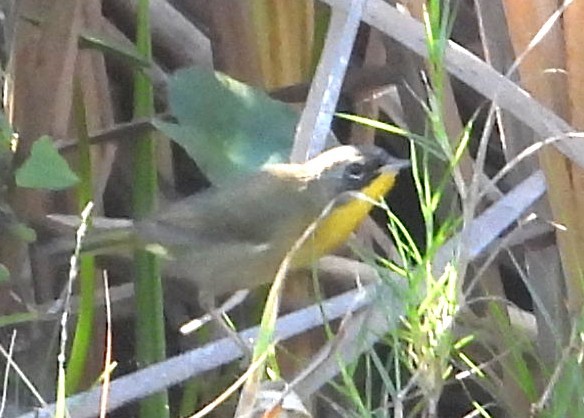 Common Yellowthroat - ML645666547