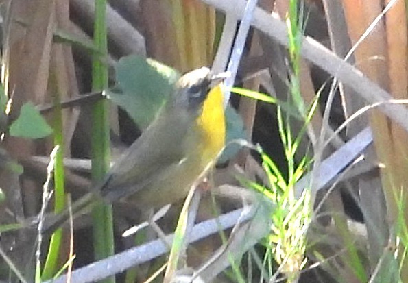 Common Yellowthroat - ML645666548