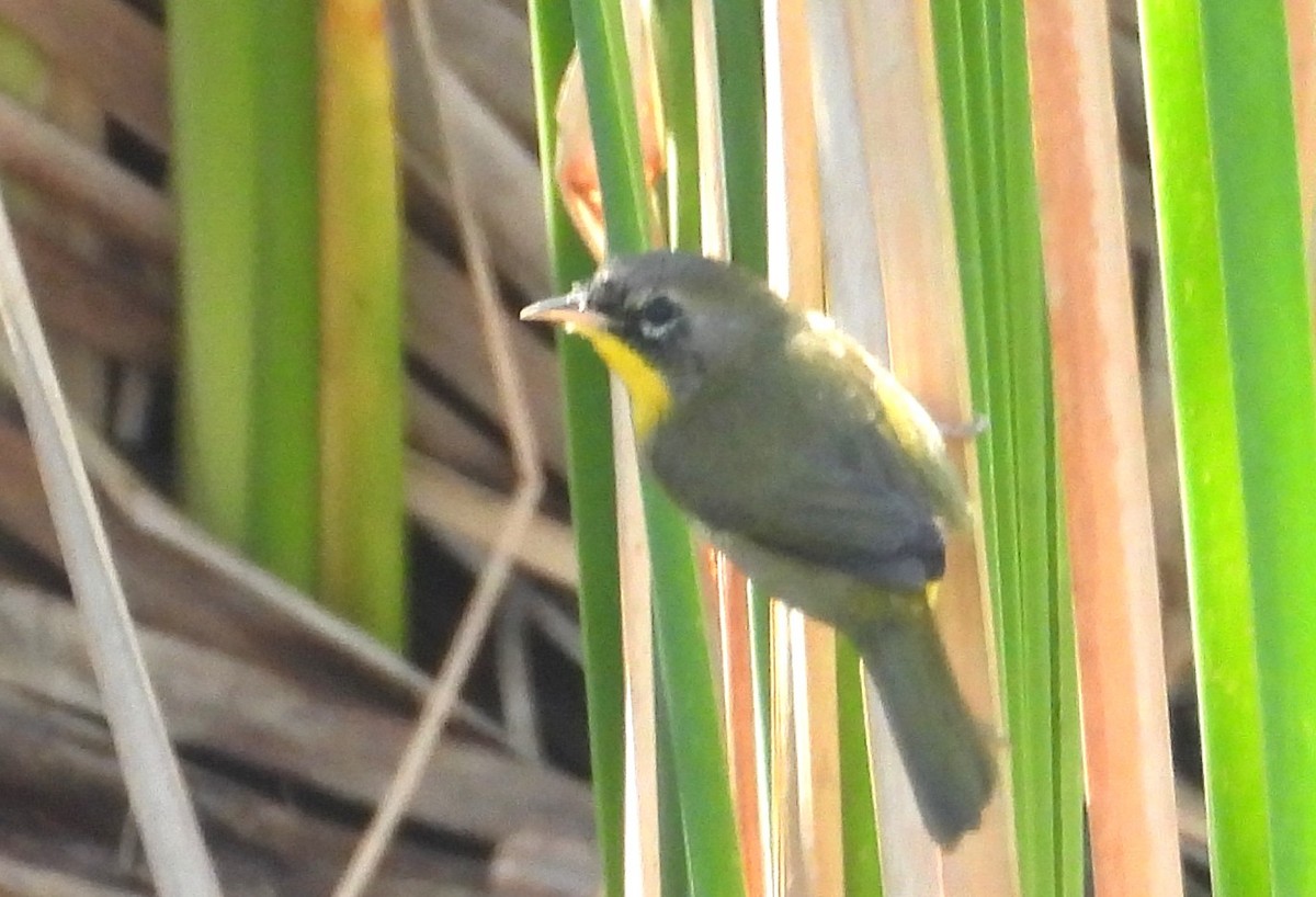 Common Yellowthroat - ML645666549