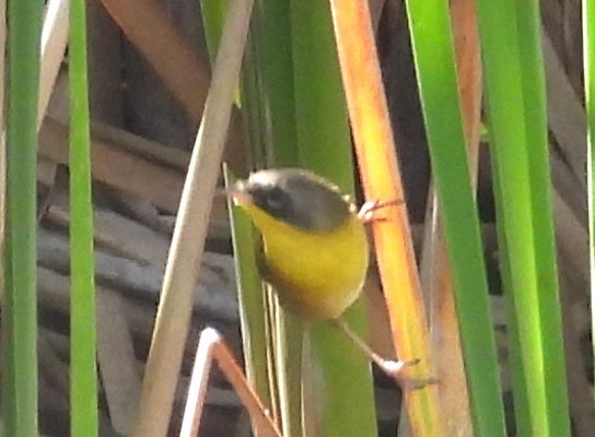 Common Yellowthroat - ML645666550
