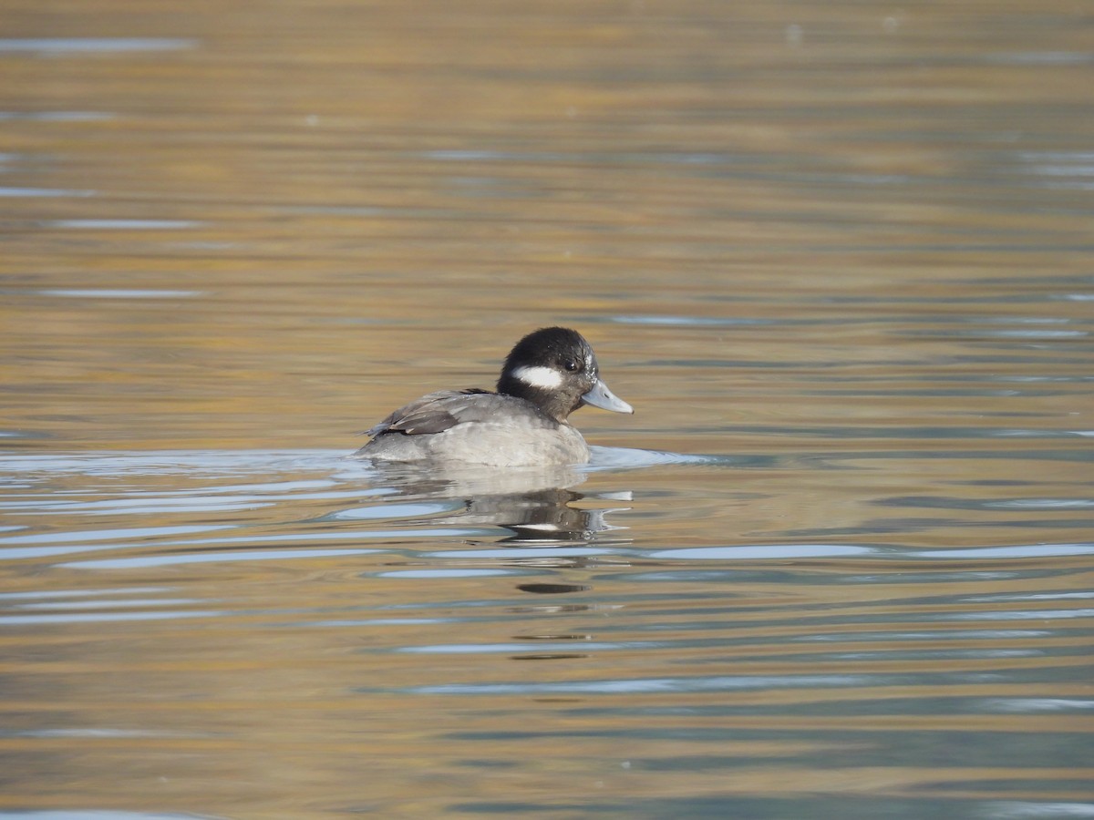 Bufflehead - ML645666555